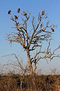 BOTSWANA Roberto e Lidia - 085